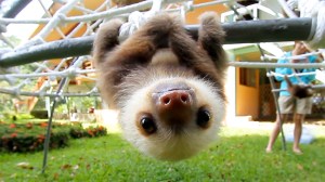 sloth