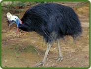 southern-cassowary_img01